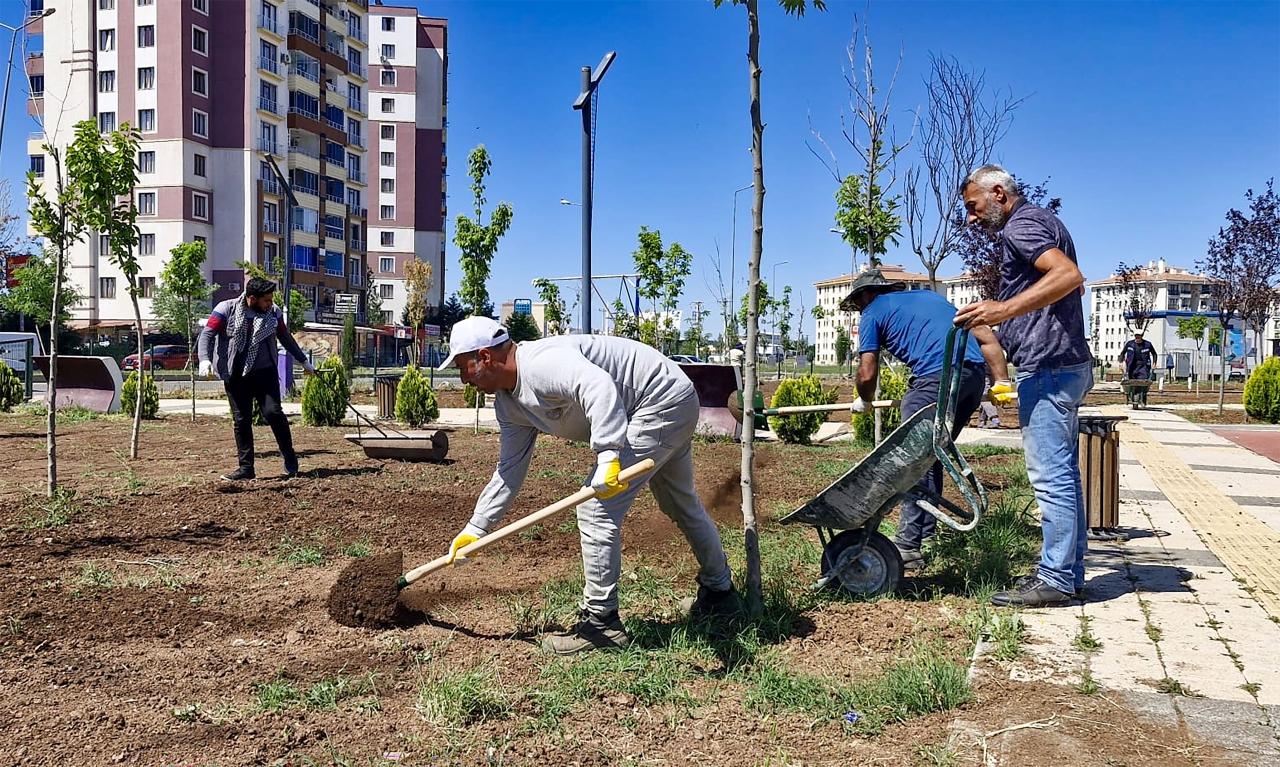 Edebiyat Parkı’na Çim Ekimi!